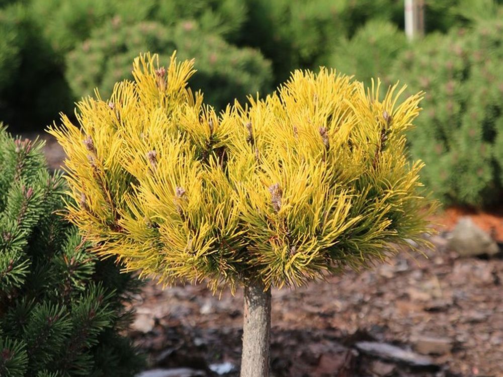 Bergkiefer 'Nana Balcanica Aurea'