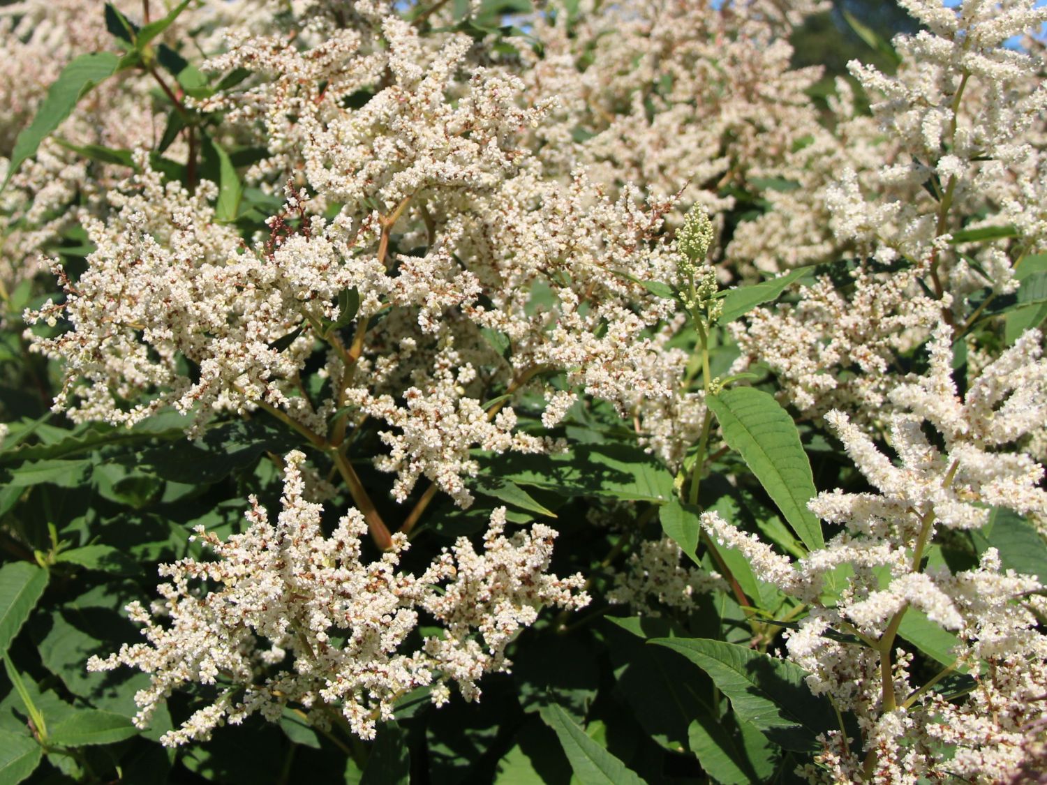 Bergknöterich 'Johanniswolke' - Aconogonon speciosum 'Johanniswolke'