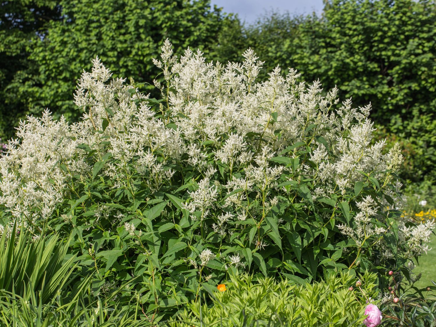Bergknöteriche (Aconogonon)