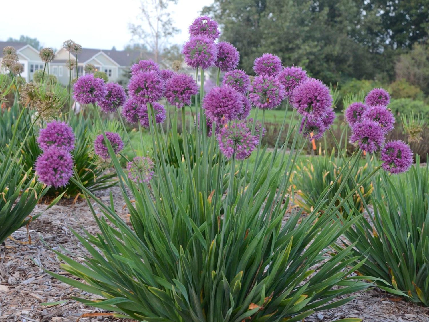 Berglauch 'Lavender Bubbles' - Allium senescens 'Lavender Bubbles'