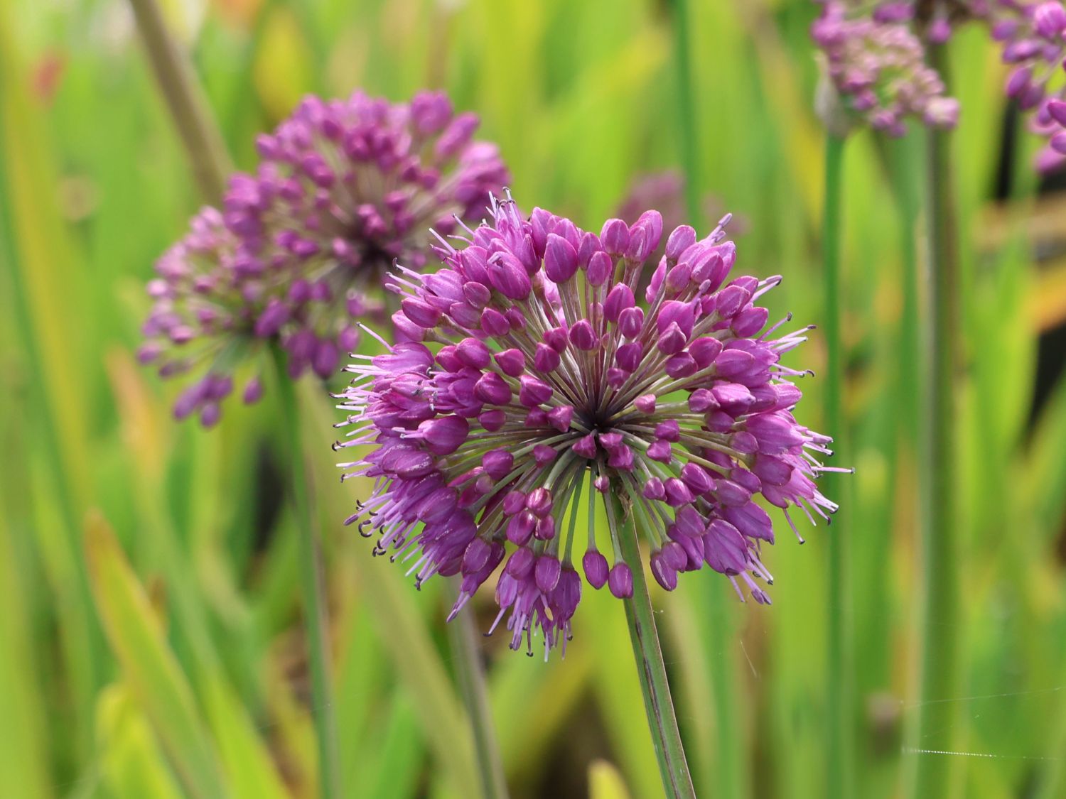 Berglauch 'Lavender Bubbles' - Allium senescens 'Lavender Bubbles'