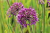 Berglauch 'Lavender Bubbles' - Allium senescens 'Lavender Bubbles'