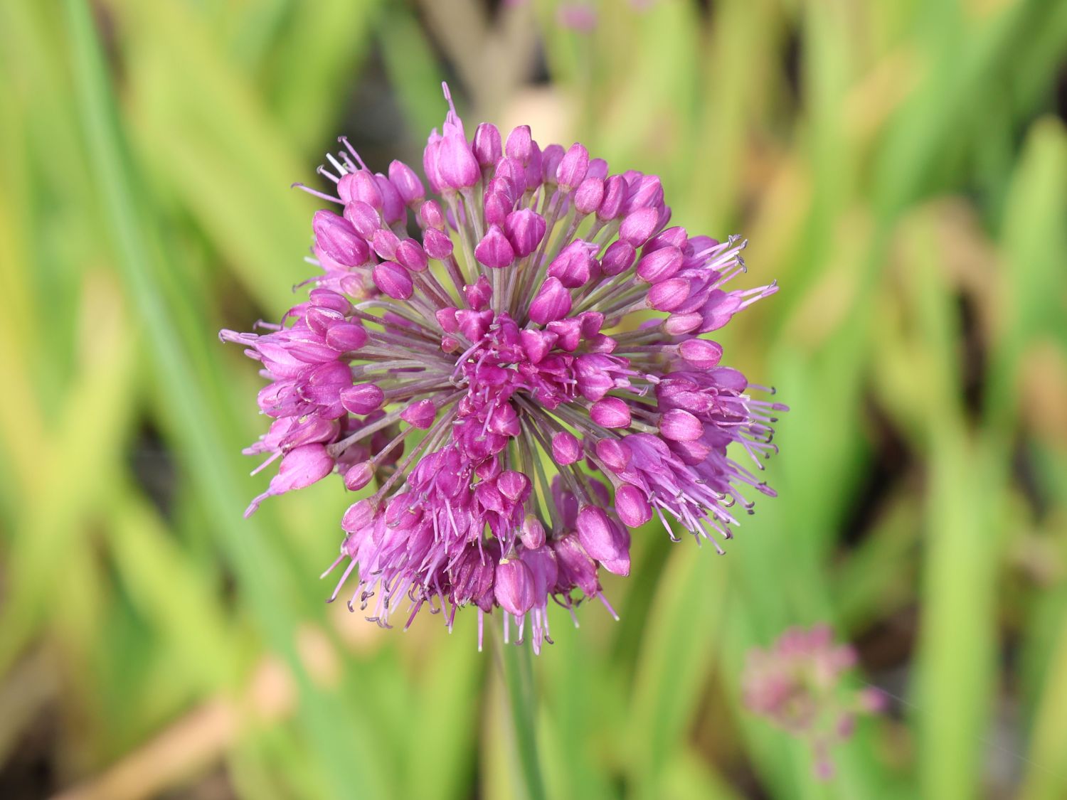 Berglauch 'Lavender Bubbles' - Allium senescens 'Lavender Bubbles'