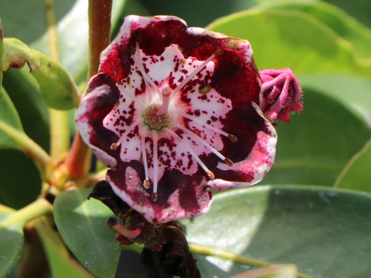 Berglorbeer / Breitblättrige Lorbeerrose 'Sterntaler' - Kalmia latifolia 'Sterntaler'