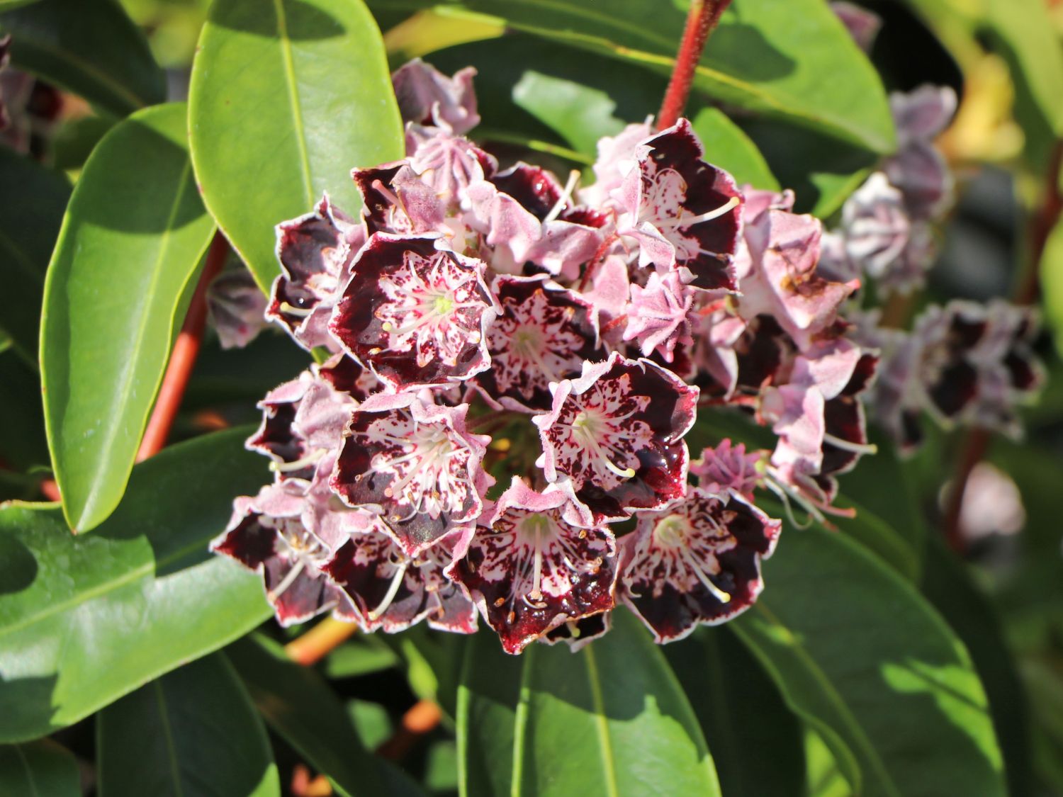 Berglorbeer / Breitblättrige Lorbeerrose 'Sterntaler' - Kalmia latifolia 'Sterntaler'