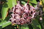 Berglorbeer / Breitblättrige Lorbeerrose 'Sterntaler' - Kalmia latifolia 'Sterntaler'