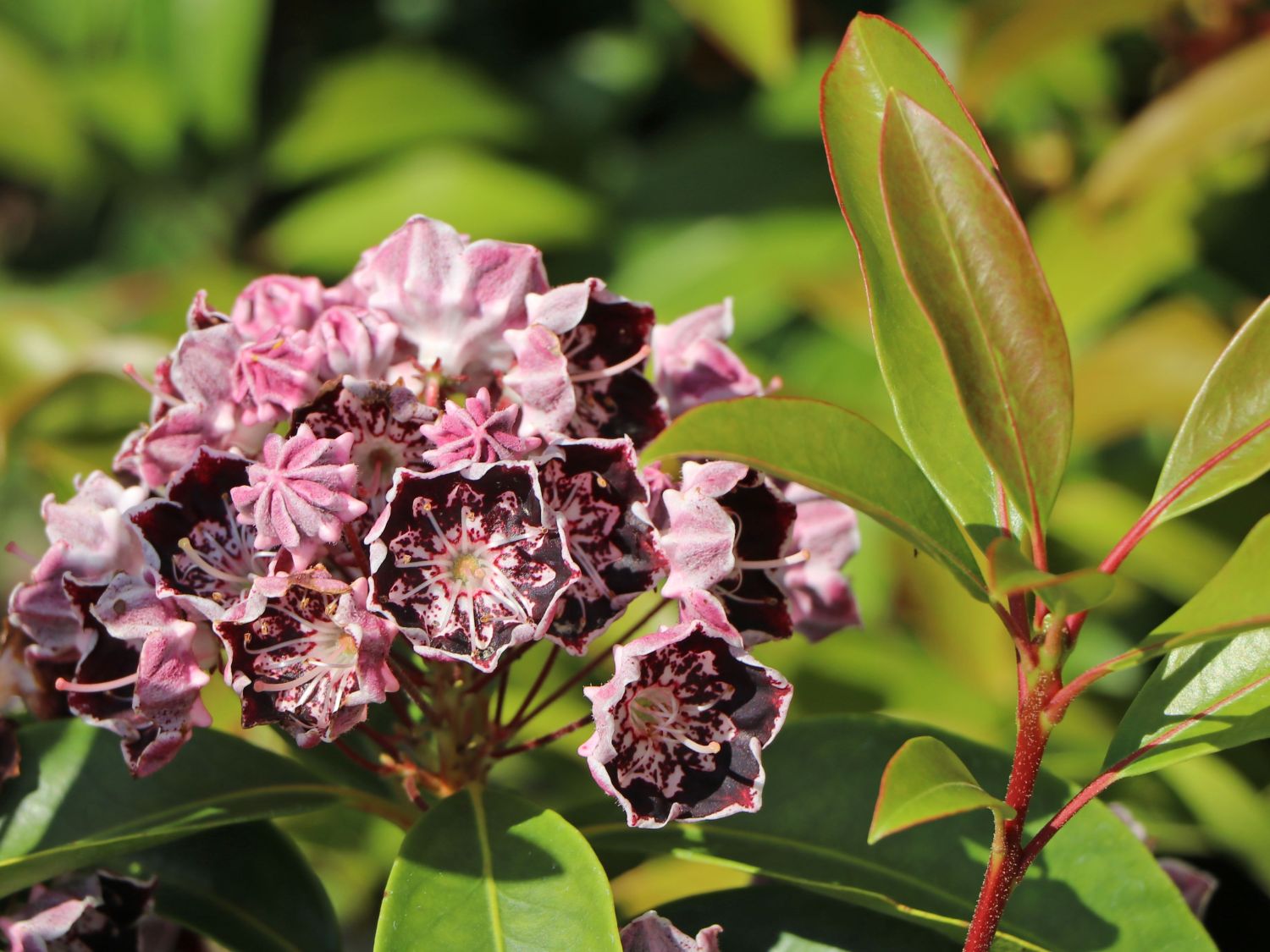 Berglorbeer / Breitblättrige Lorbeerrose 'Sterntaler' - Kalmia latifolia 'Sterntaler'