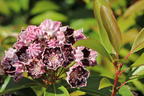 Berglorbeer / Breitblättrige Lorbeerrose 'Sterntaler' - Kalmia latifolia 'Sterntaler'