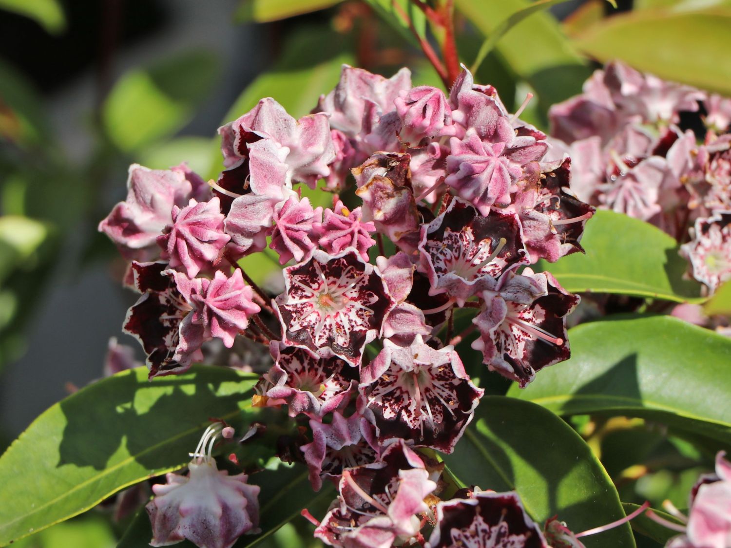 Berglorbeer / Breitblättrige Lorbeerrose 'Sterntaler' - Kalmia latifolia 'Sterntaler'