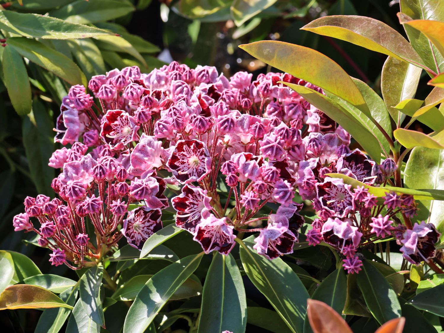 Berglorbeer / Breitblättrige Lorbeerrose 'Sterntaler' - Kalmia latifolia 'Sterntaler'