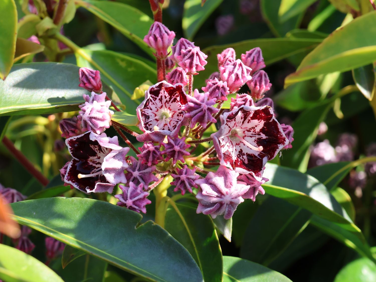 Berglorbeer / Breitblättrige Lorbeerrose 'Sterntaler' - Kalmia latifolia 'Sterntaler'