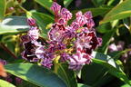 Berglorbeer / Breitblättrige Lorbeerrose 'Sterntaler' - Kalmia latifolia 'Sterntaler'