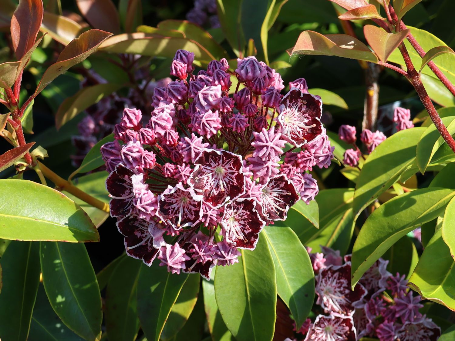 Berglorbeer / Breitblättrige Lorbeerrose 'Sterntaler' - Kalmia latifolia 'Sterntaler'