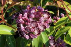Berglorbeer / Breitblättrige Lorbeerrose 'Sterntaler' - Kalmia latifolia 'Sterntaler'