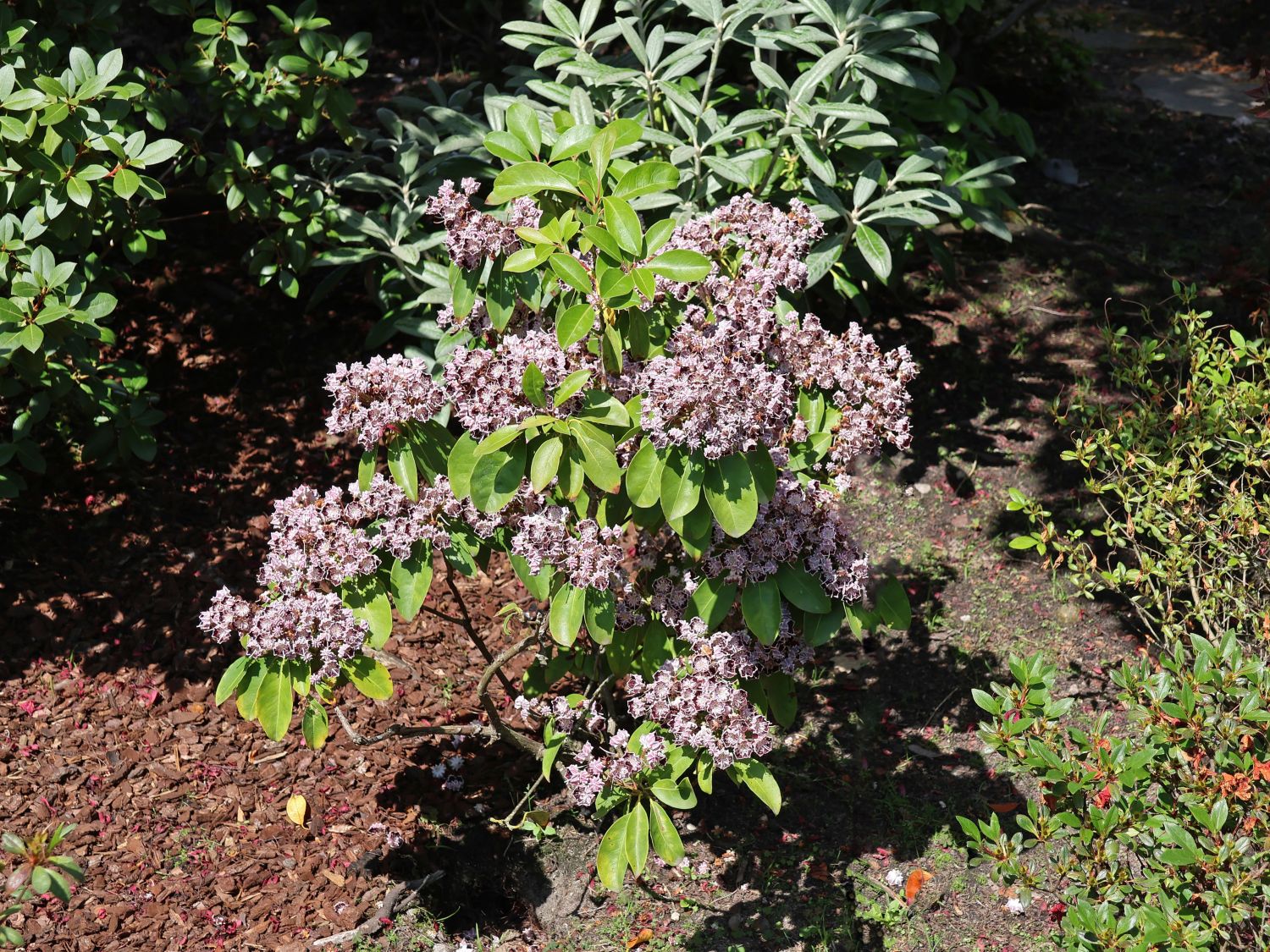 Berglorbeer / Breitblättrige Lorbeerrose 'Sterntaler' - Kalmia latifolia 'Sterntaler'