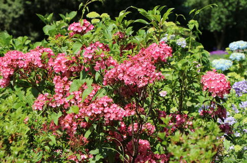 Berglorbeer 'Ewa' - Kalmia latifolia 'Ewa'
