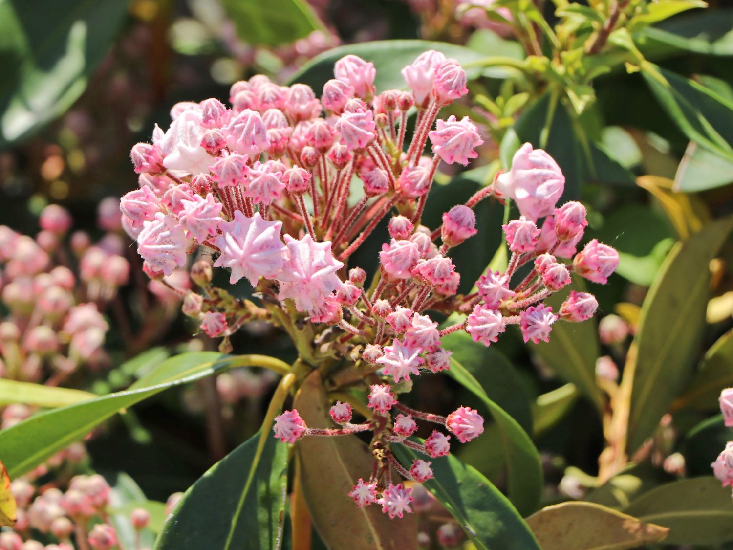 Berglorbeer / Lorbeerrose &lsquo;Ginkona&rsquo; - Kalmia latifolia &lsquo;Ginkona