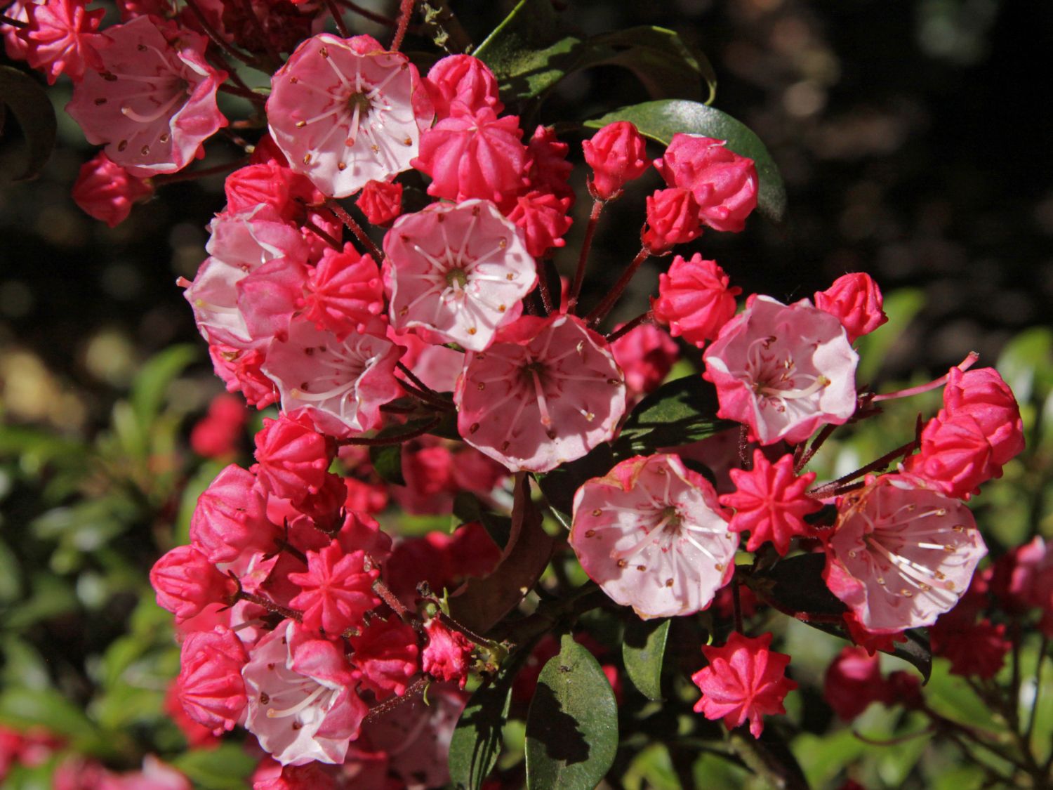 Berglorbeer / Lorbeerrose 'Little Linda'