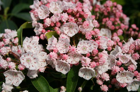 Berglorbeer / Lorbeerrose - Kalmia latifolia