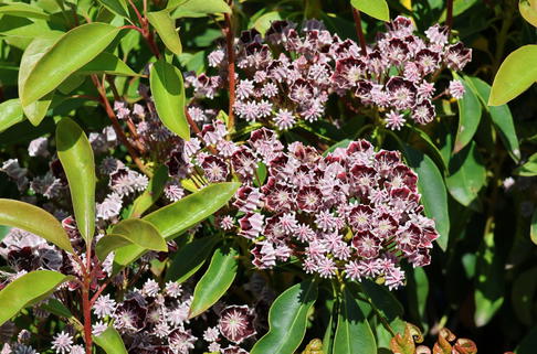 Berglorbeer / Lorbeerrose 'Mitternacht' - Kalmia latifolia 'Mitternacht'
