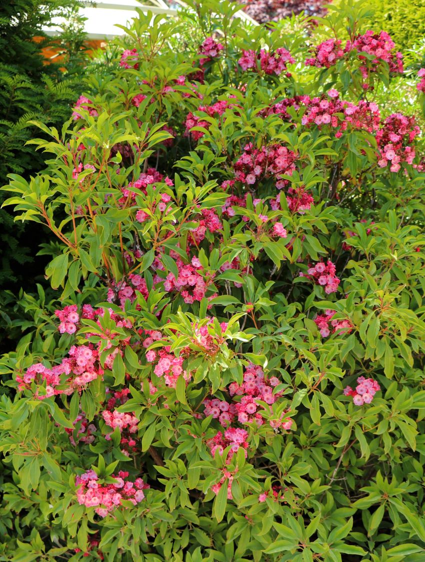 Berglorbeer / Lorbeerrose &lsquo;Ostbo Red&rsquo;