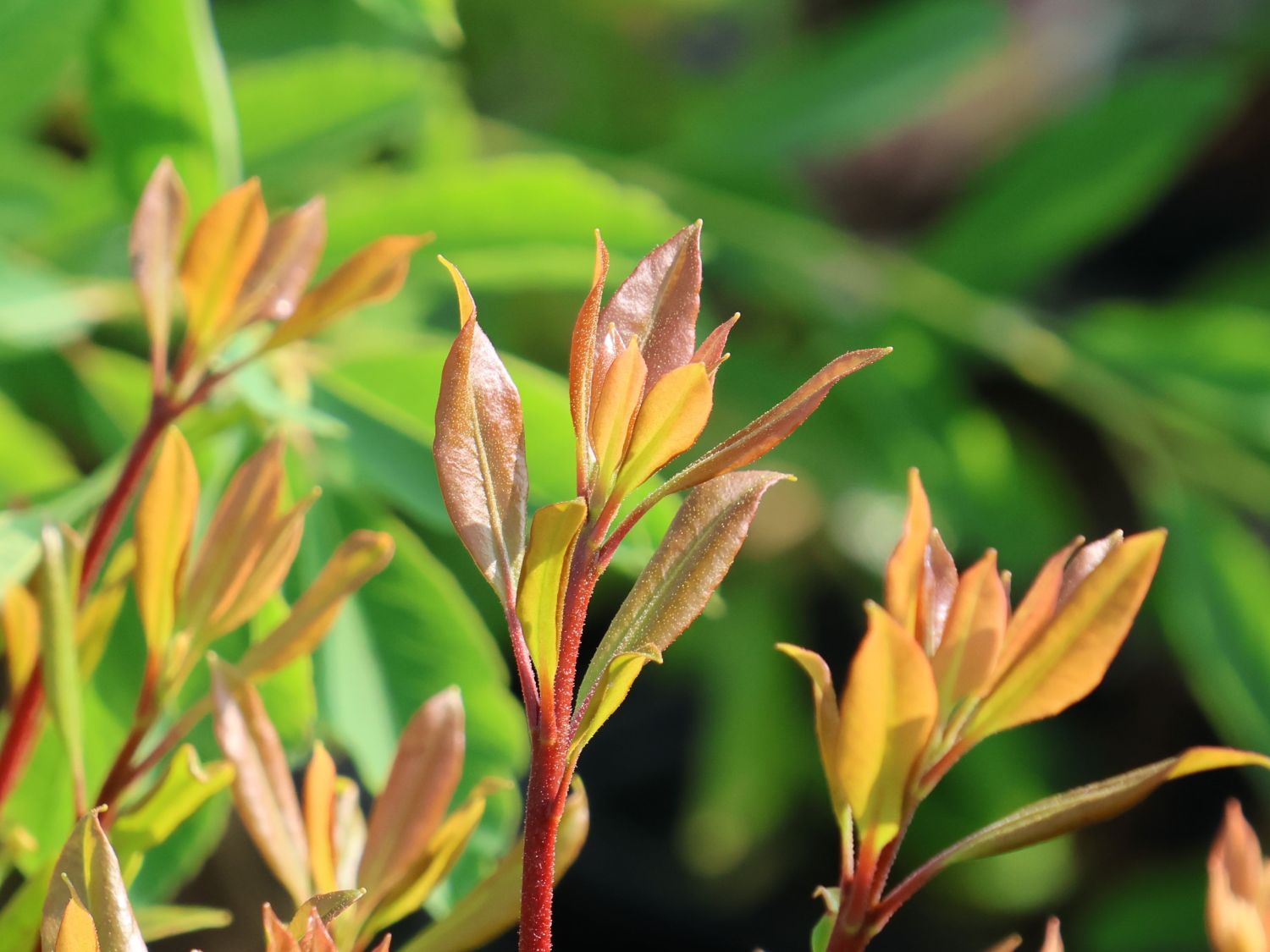 Berglorbeer / Lorbeerrose 'Quinnipiac'