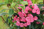 Berglorbeer 'Nancy' - Kalmia latifolia 'Nancy'