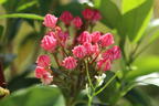 Berglorbeer 'Nancy' - Kalmia latifolia 'Nancy'
