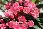 Berglorbeer 'Nancy' - Kalmia latifolia 'Nancy'