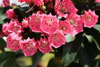Berglorbeer 'Nancy' - Kalmia latifolia 'Nancy'