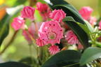 Berglorbeer 'Nancy' - Kalmia latifolia 'Nancy'