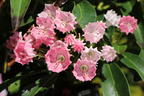 Berglorbeer 'Nancy' - Kalmia latifolia 'Nancy'
