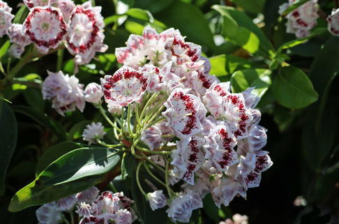 Berglorbeer 'Nani' - Kalmia latifolia 'Nani'