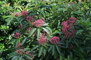 Berglorbeer 'You Can'