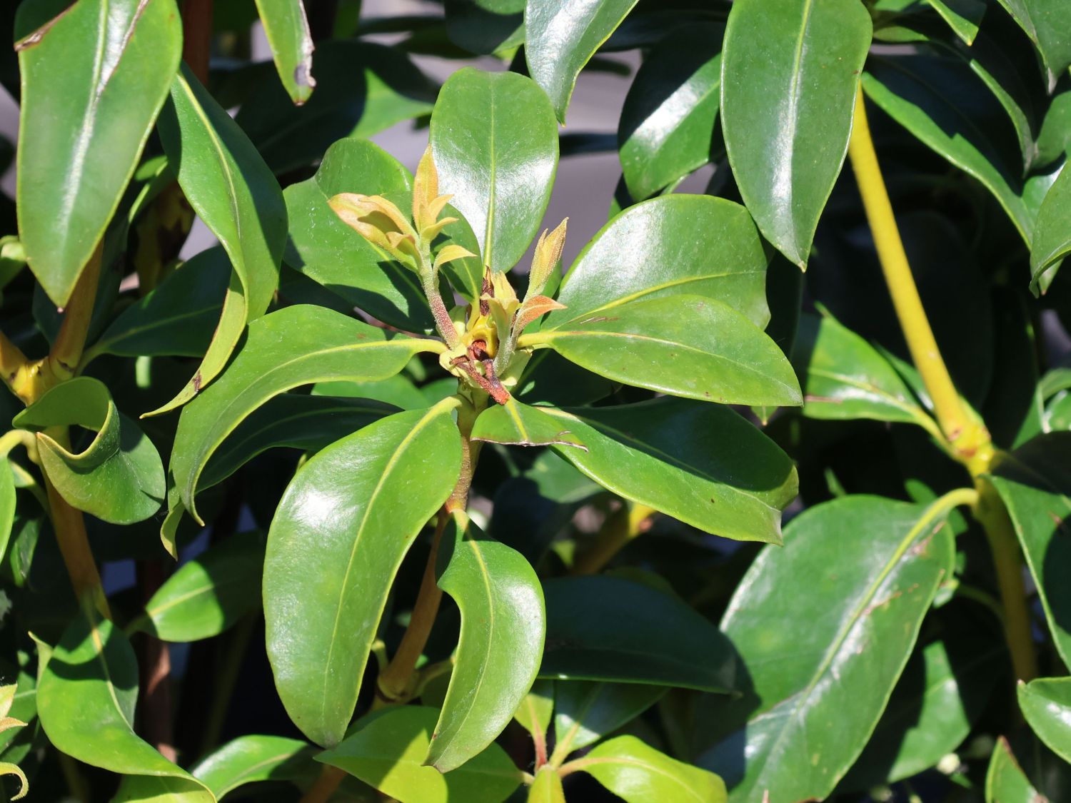 Berglorbeer 'Zebulon' - Kalmia latifolia 'Zebulon'