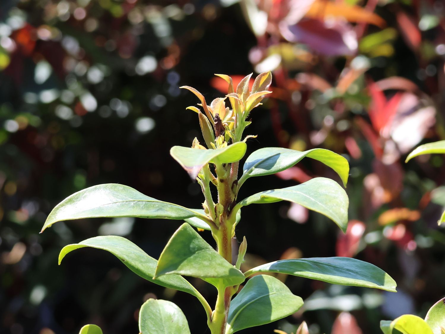 Berglorbeer 'Zebulon' - Kalmia latifolia 'Zebulon'