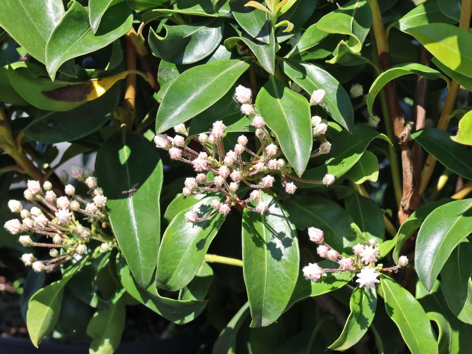 Berglorbeer 'Zebulon' - Kalmia latifolia 'Zebulon'