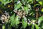 Berglorbeer 'Zebulon' - Kalmia latifolia 'Zebulon'