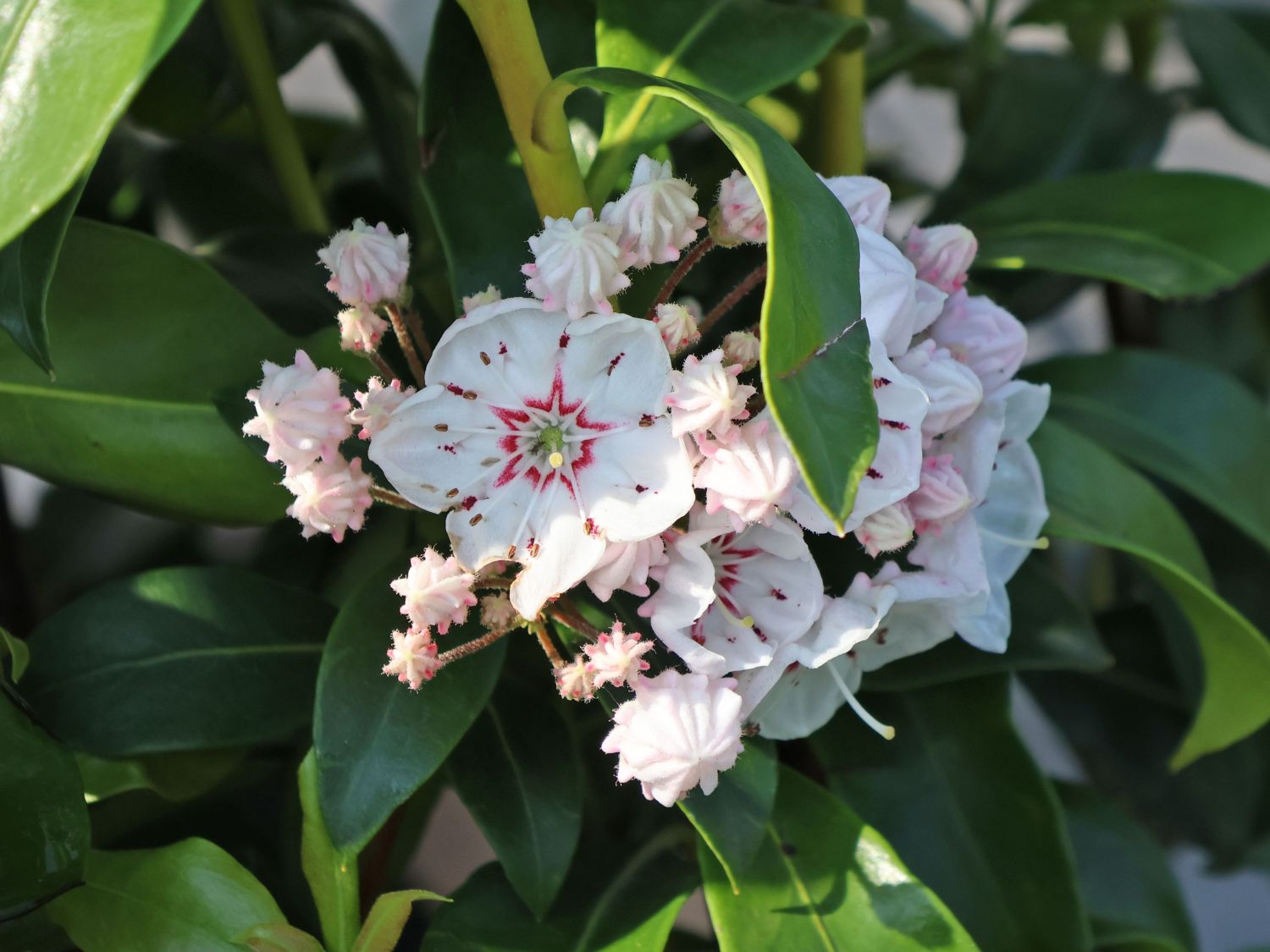 Berglorbeer 'Zebulon' - Kalmia latifolia 'Zebulon'