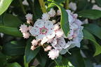 Berglorbeer 'Zebulon' - Kalmia latifolia 'Zebulon'