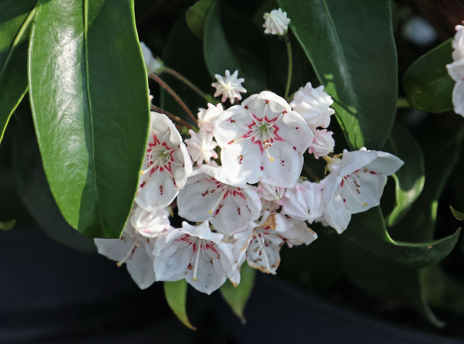 Berglorbeer 'Zebulon' - Kalmia latifolia 'Zebulon'