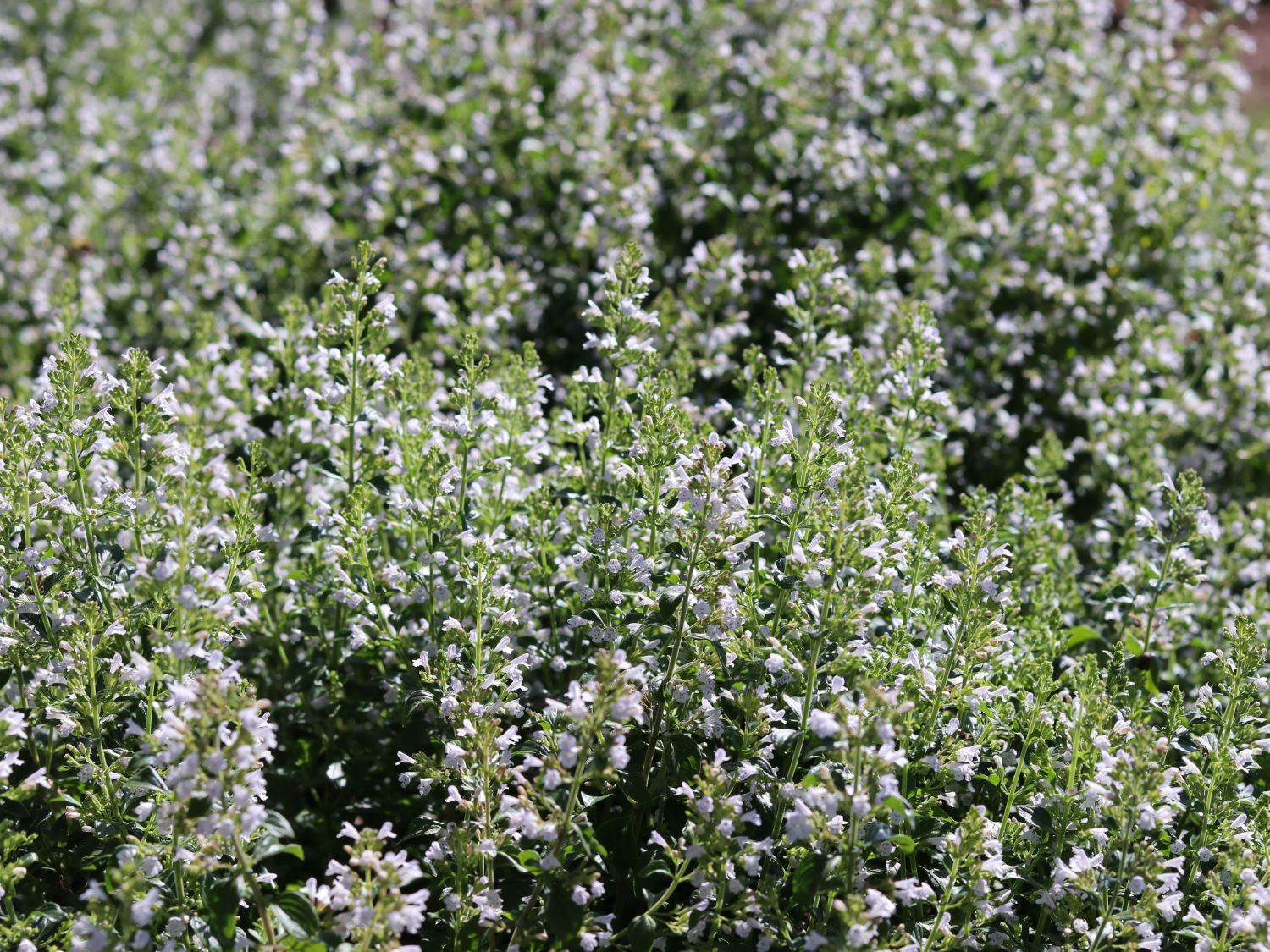 Bergminze - Calamintha nepeta