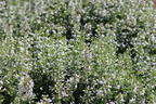Bergminze - Calamintha nepeta