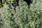 Bergminze - Calamintha nepeta