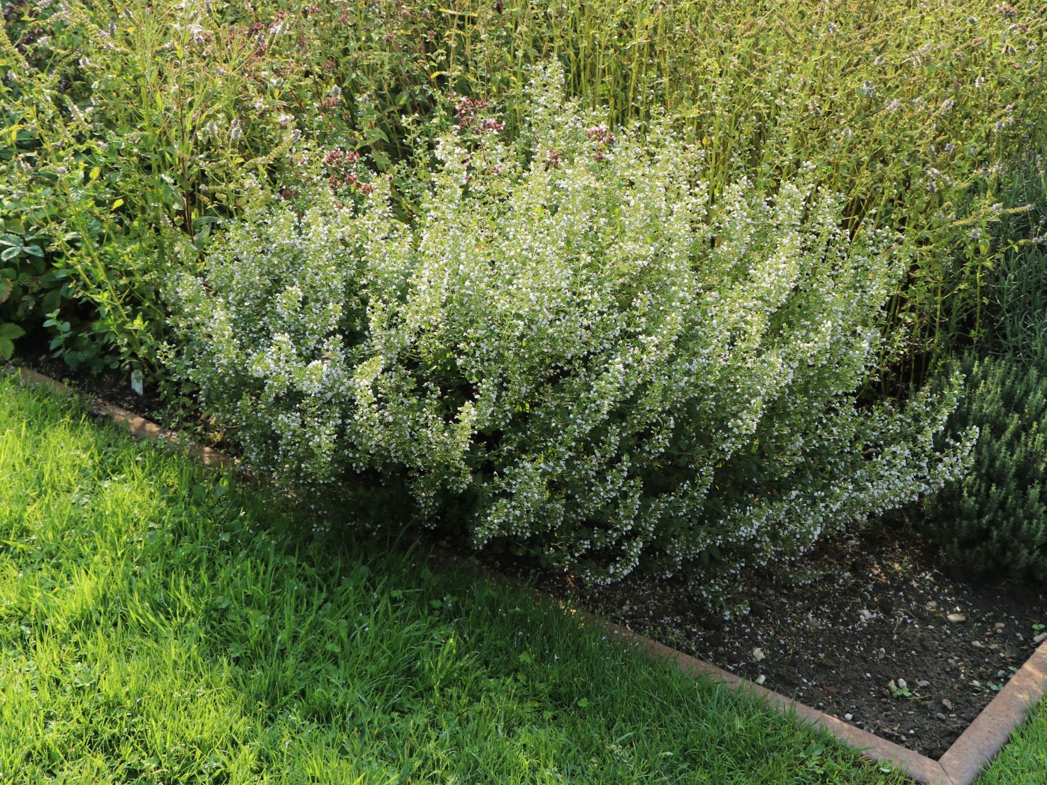 Bergminze - Calamintha nepeta