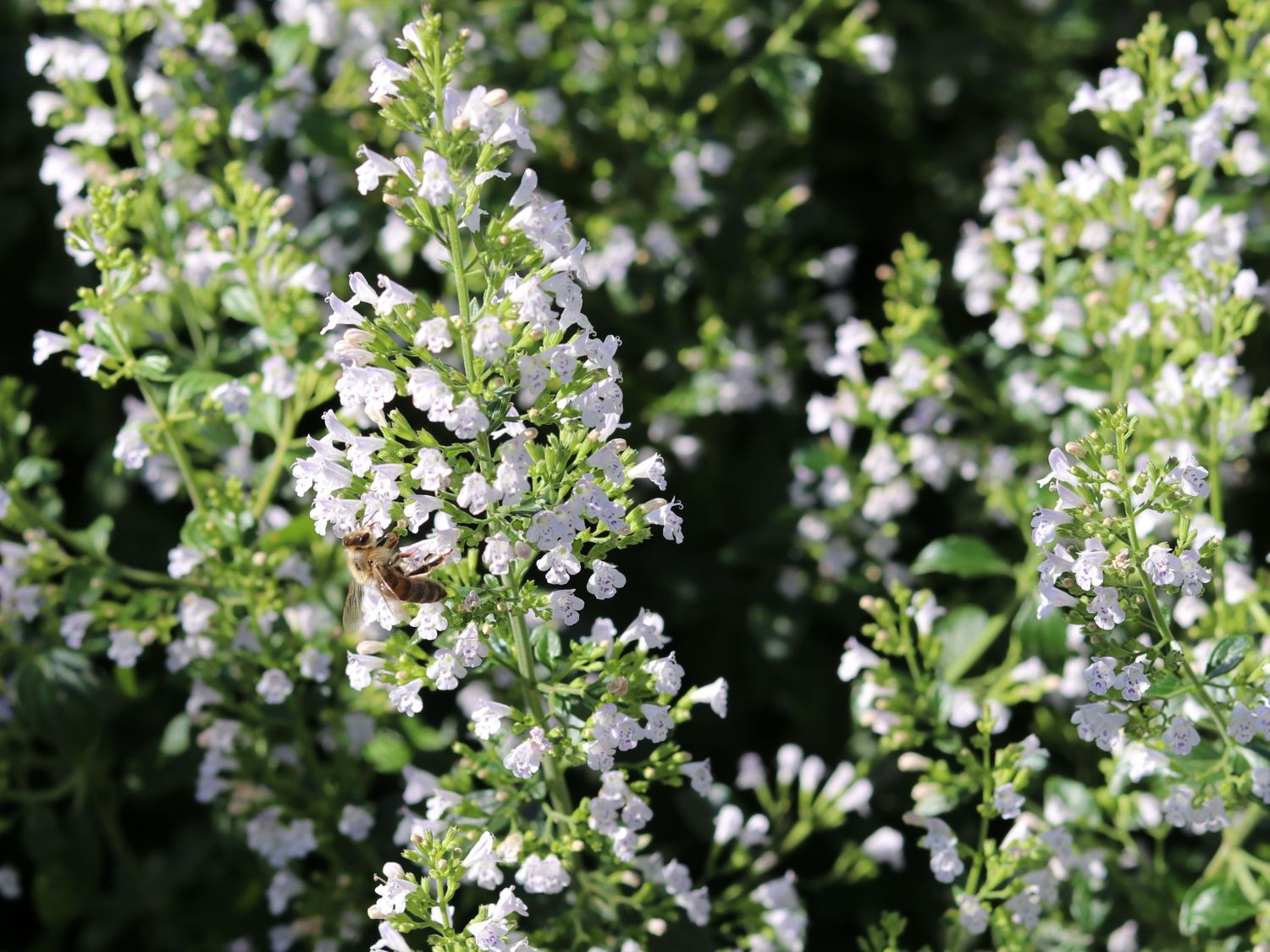 Bergminze - Calamintha nepeta