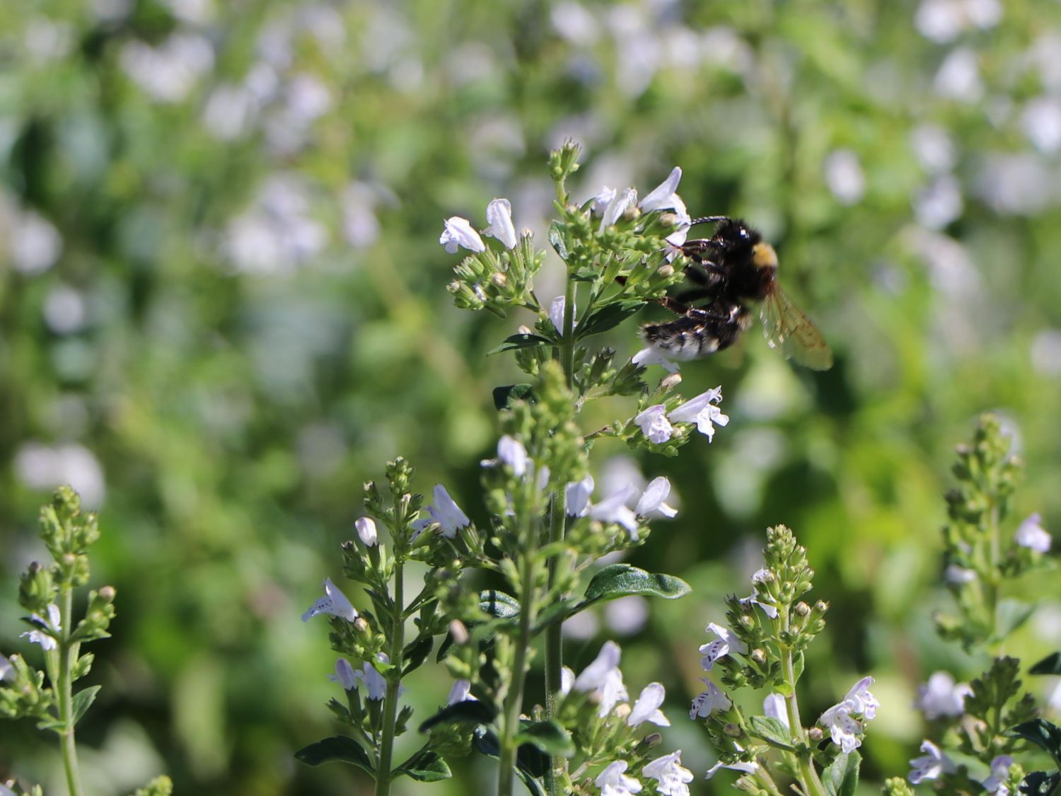 Bergminze - Calamintha nepeta