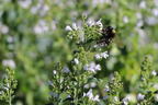 Bergminze - Calamintha nepeta