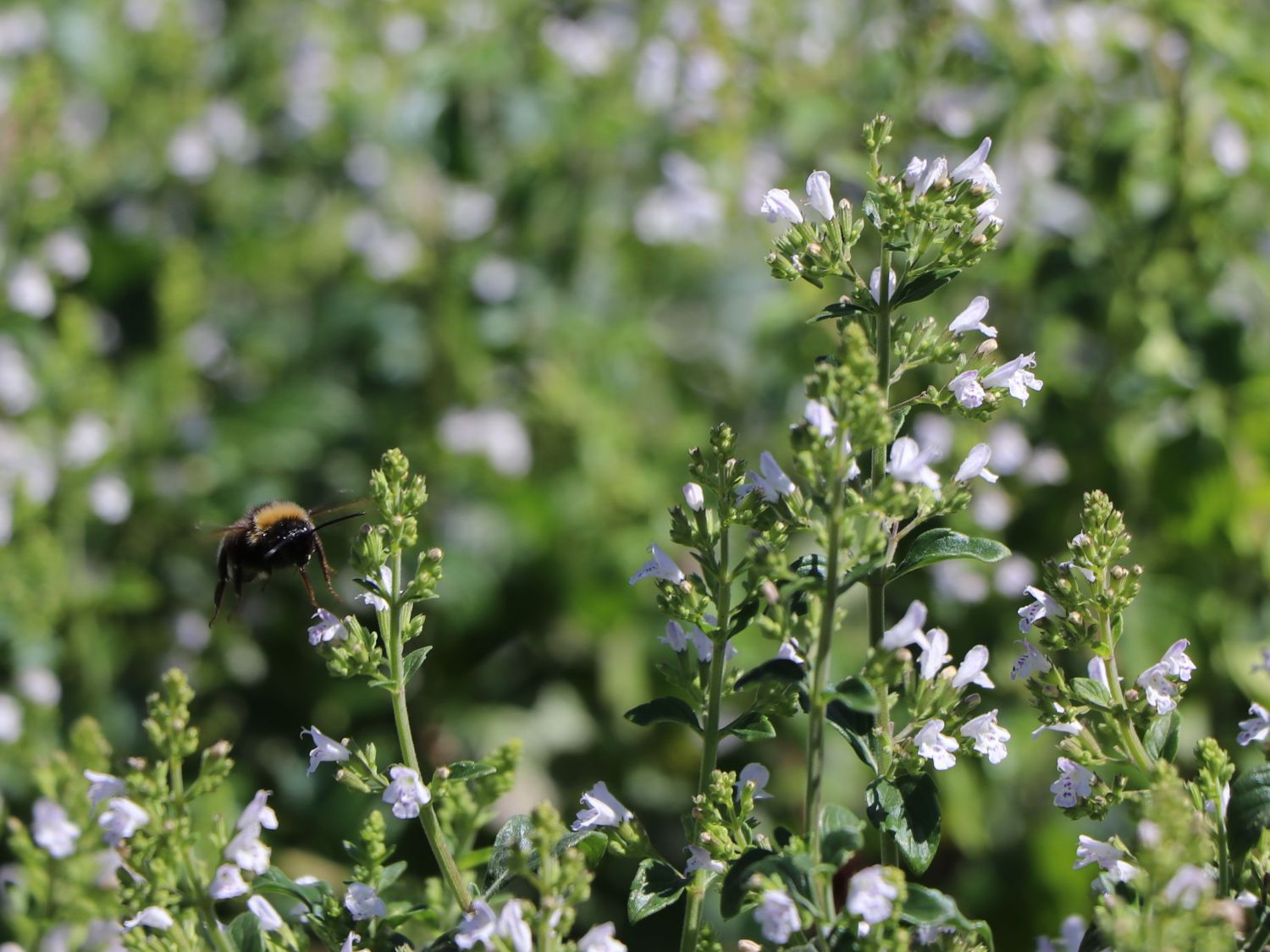 Bergminze - Calamintha nepeta