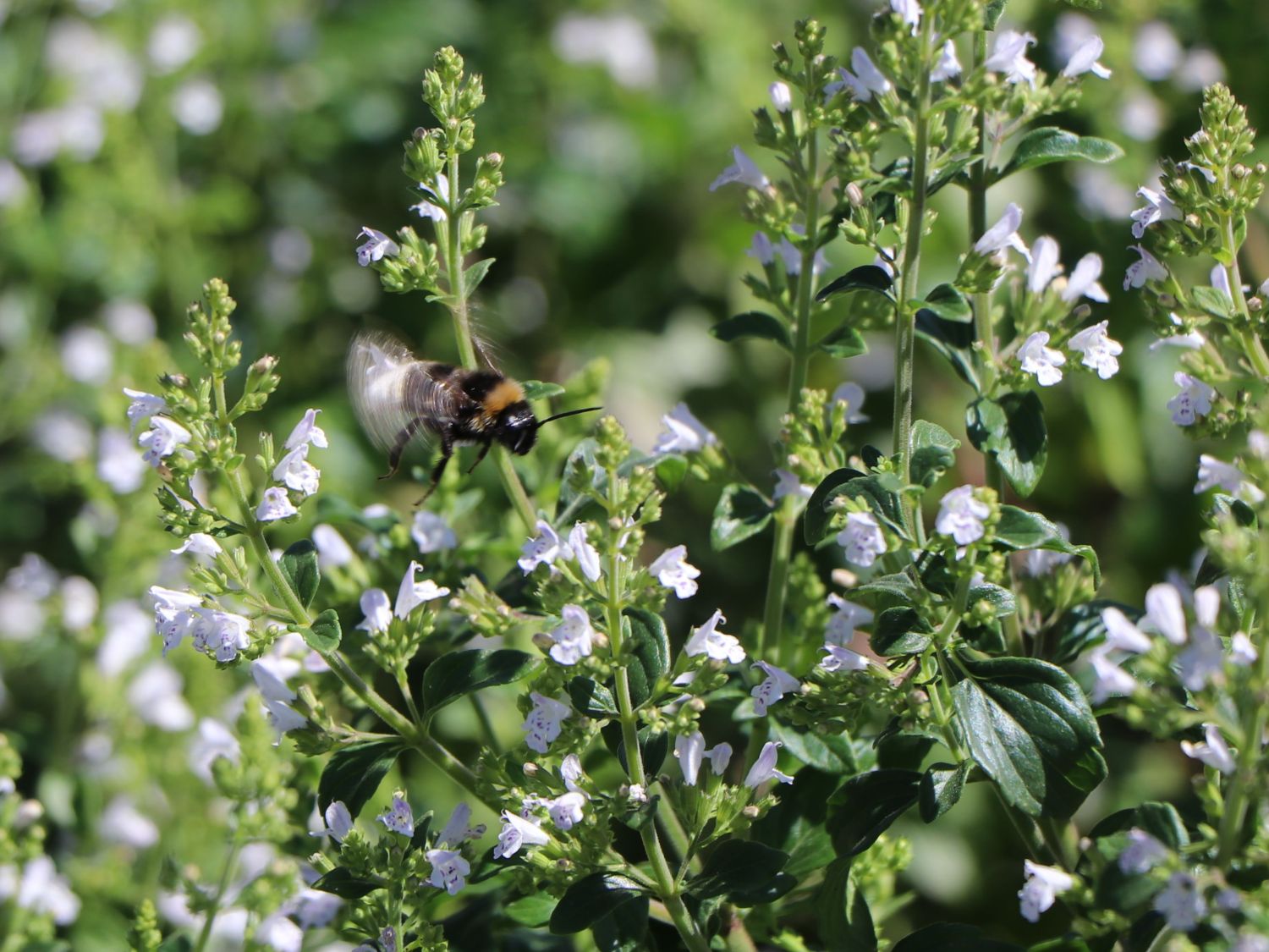 Bergminze - Calamintha nepeta